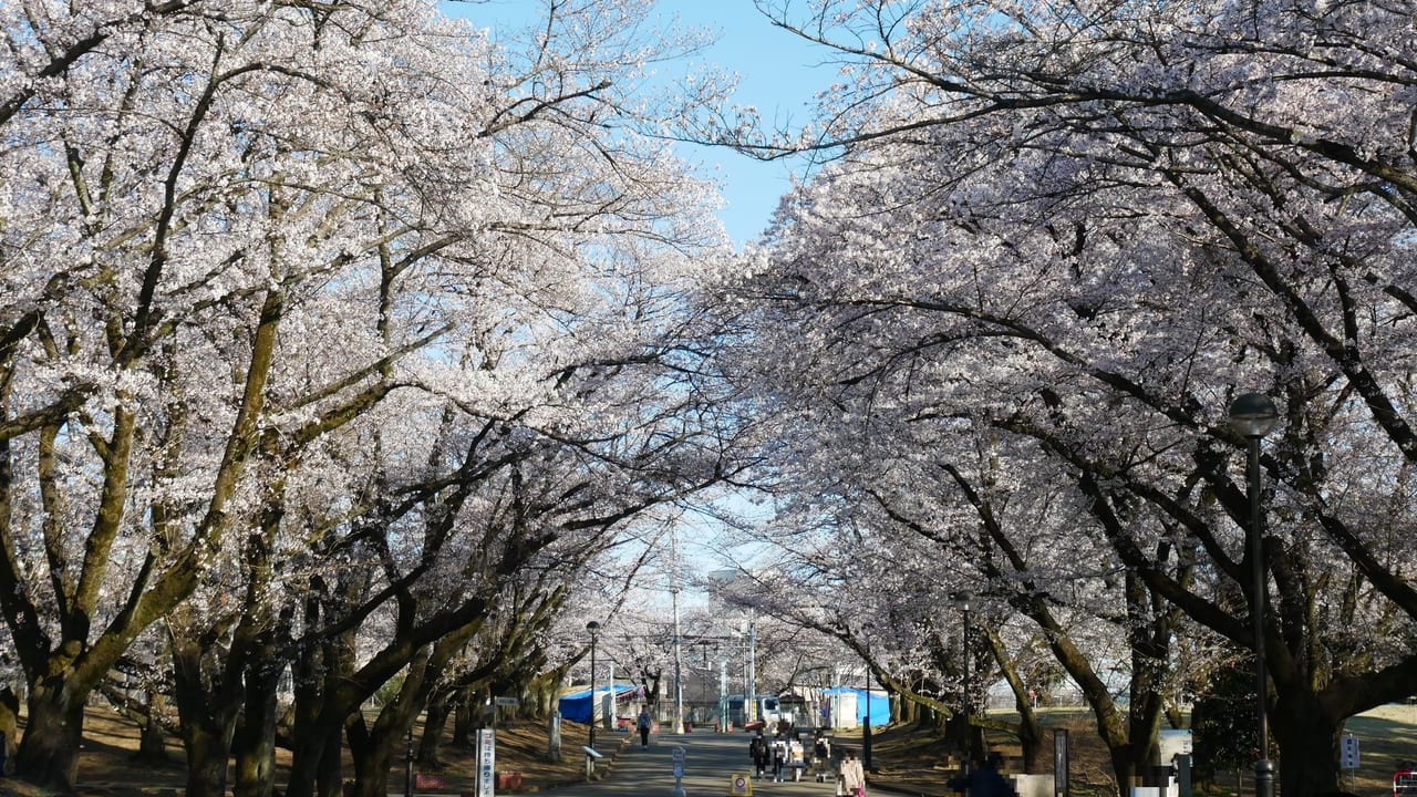 狭山稲荷山公園の桜
