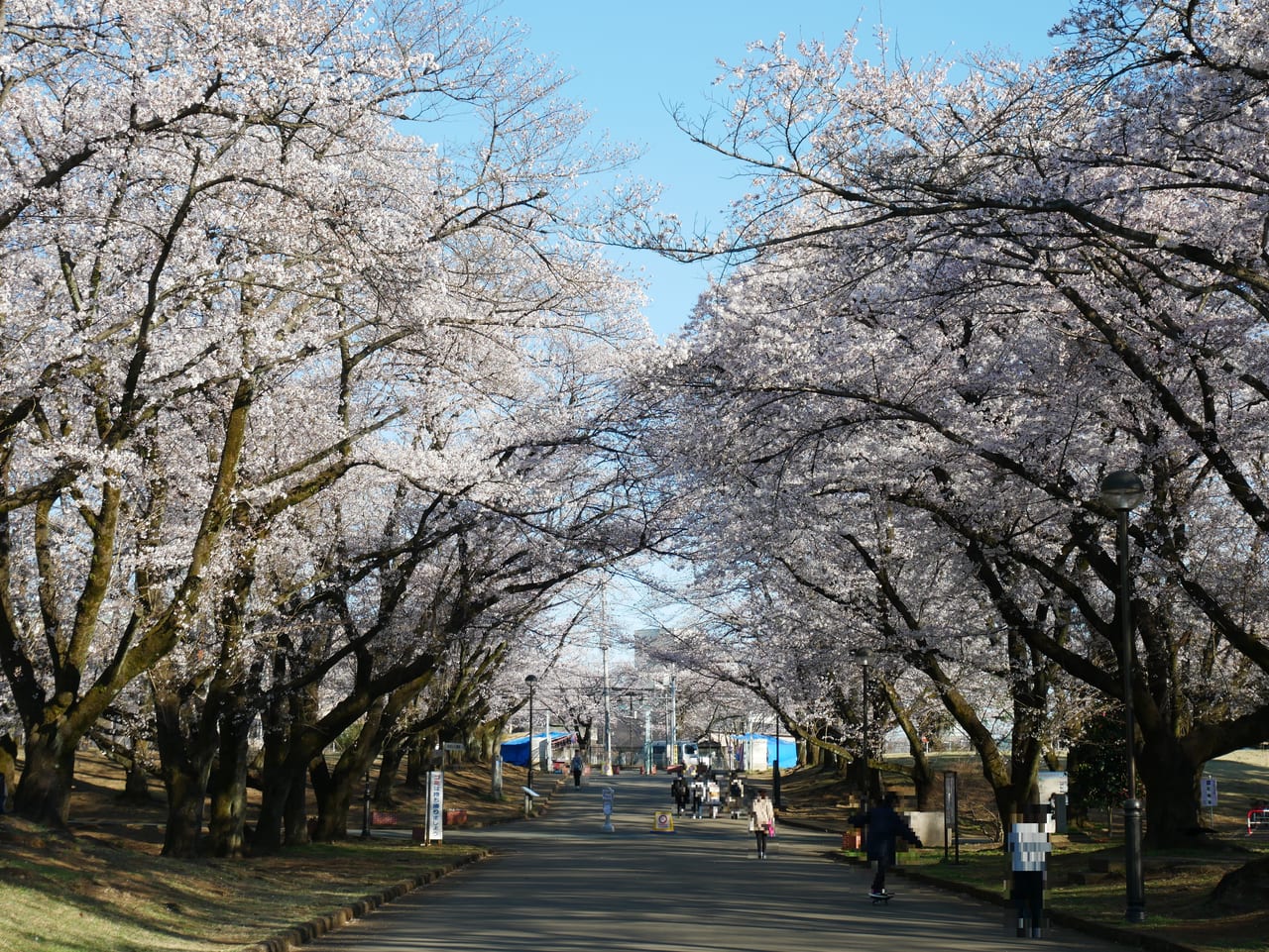 狭山市 3月24日は8分咲き 狭山稲荷山公園で桜が開花していますよ 号外net 狭山市 入間市