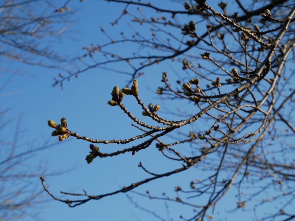 稲荷山公園の桜のつぼみ