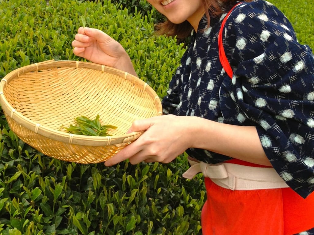 狭山茶を摘む茶娘