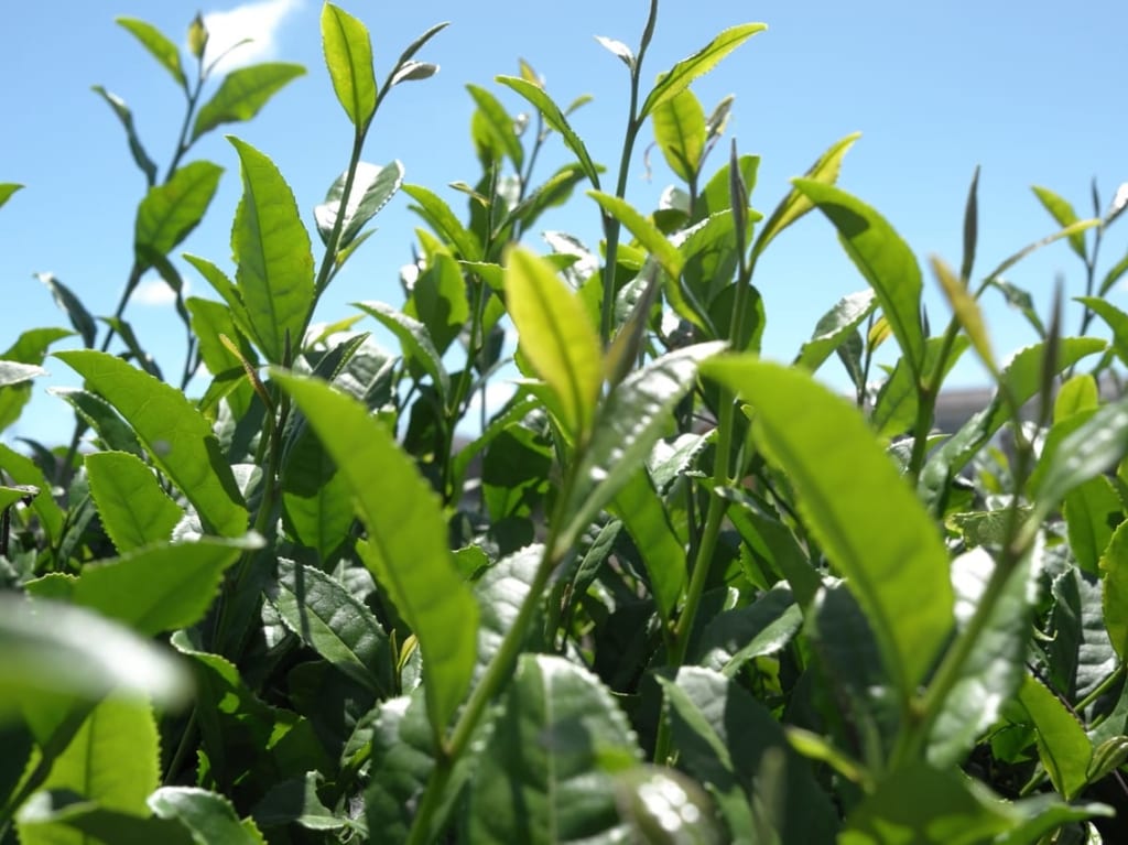 狭山茶の新芽