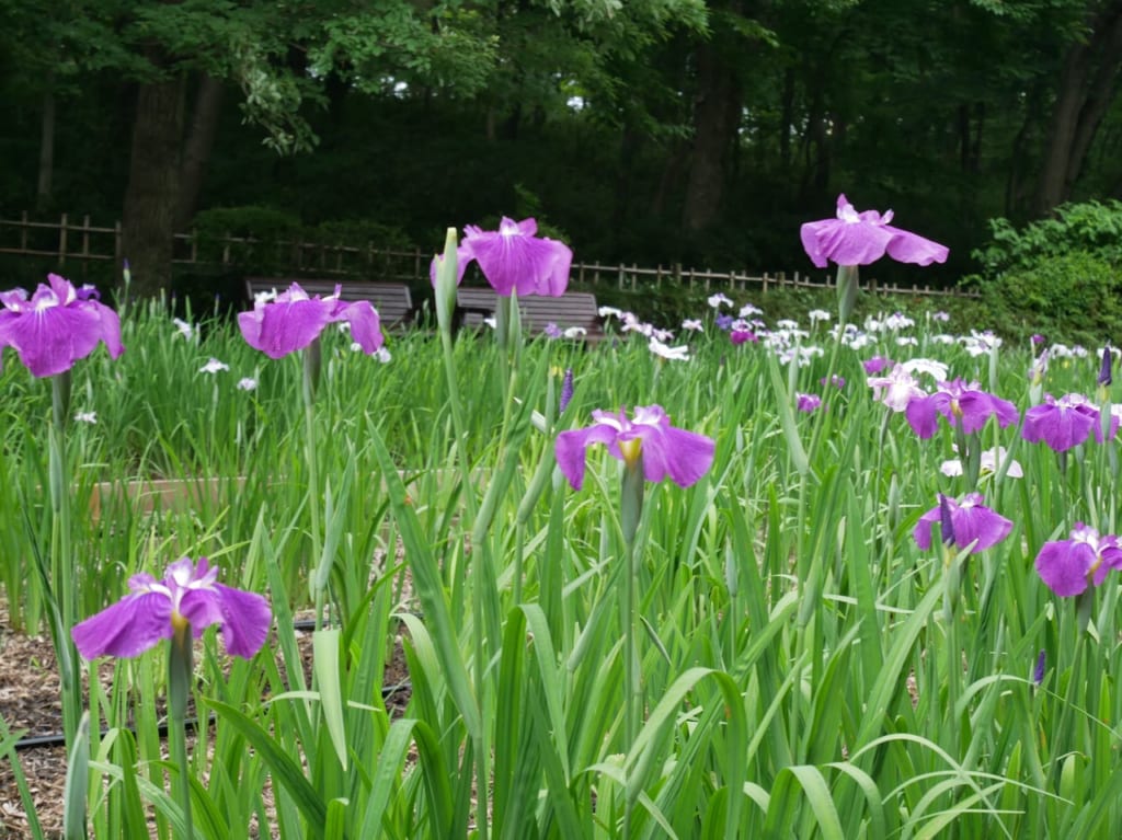 智光山公園の花菖蒲園に咲く紫色の花菖蒲