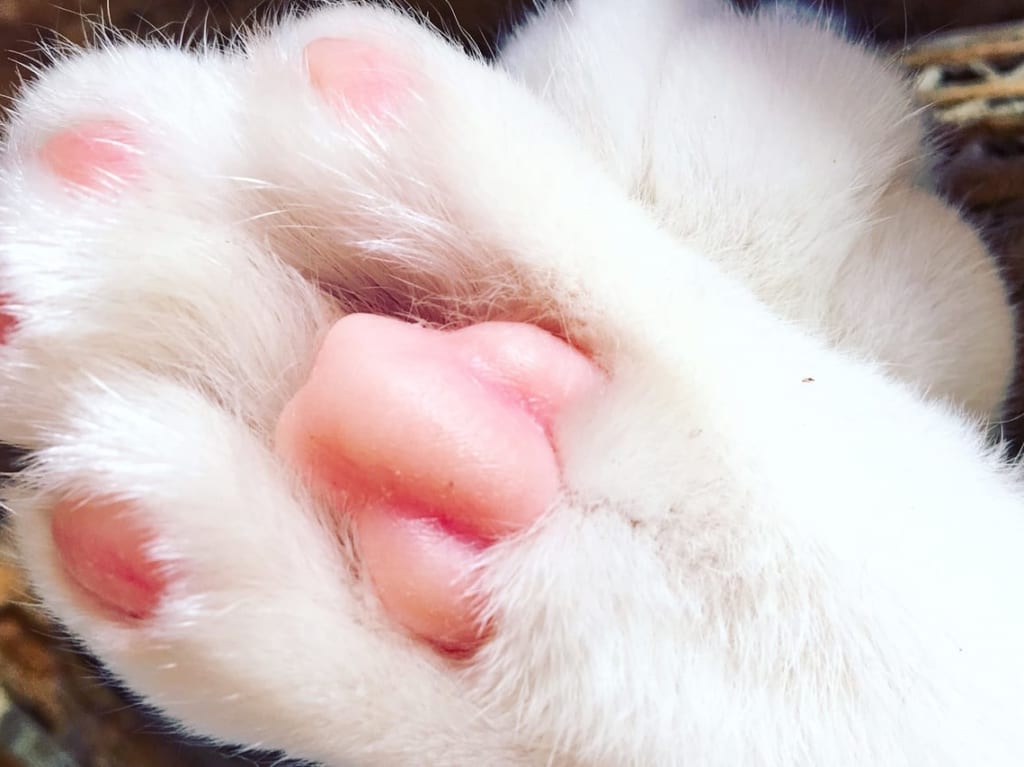 猫のピンク色の肉球