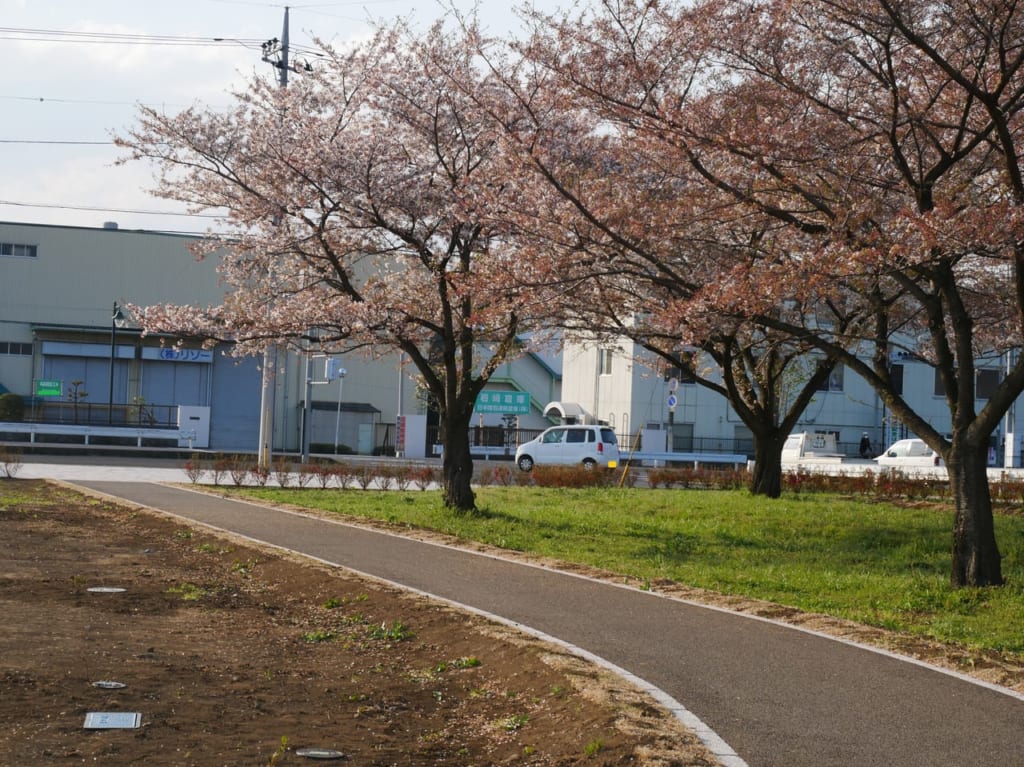 桜が咲く河川敷中央公園