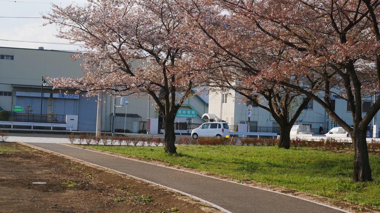 桜が咲く河川敷中央公園