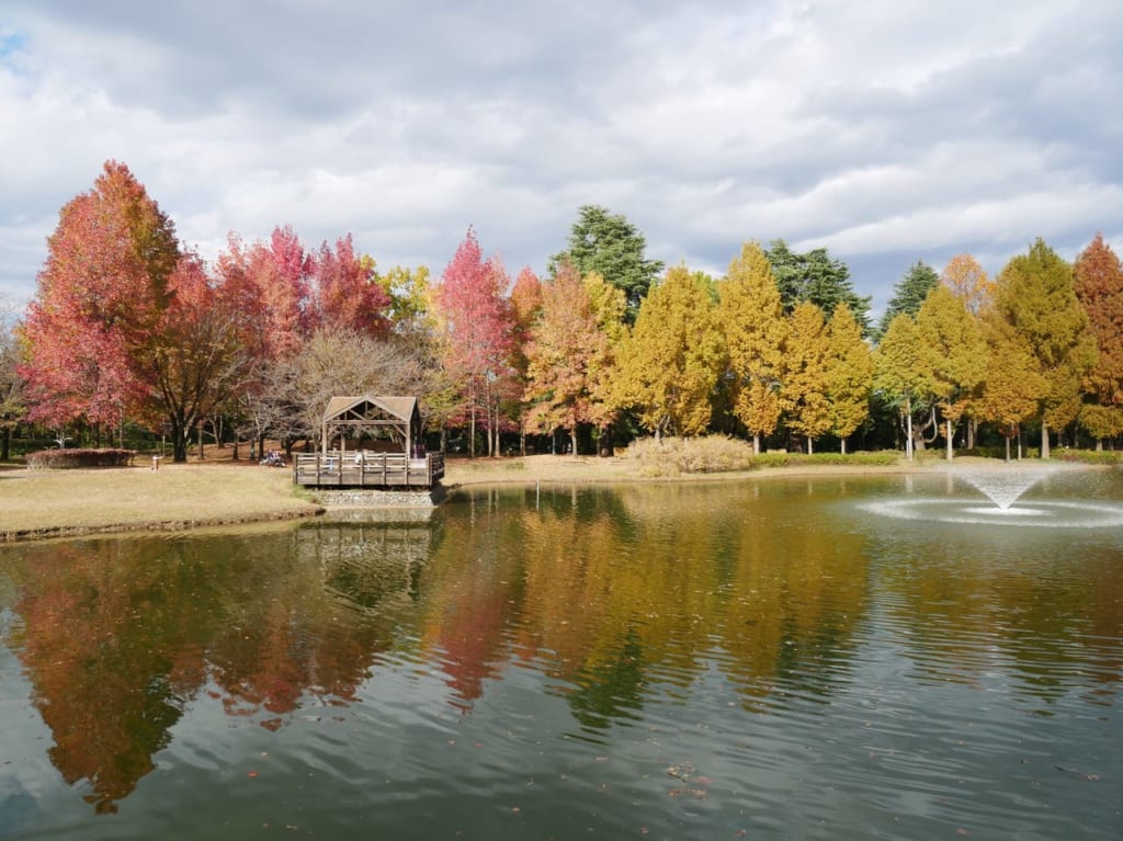秋の彩の森入間公園