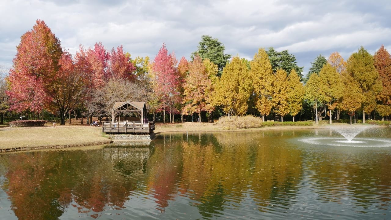 秋の彩の森入間公園