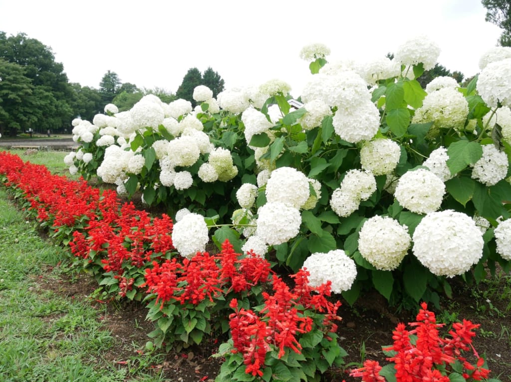 彩の森入間公園に咲いているサルビアとアメリカノリノキの花