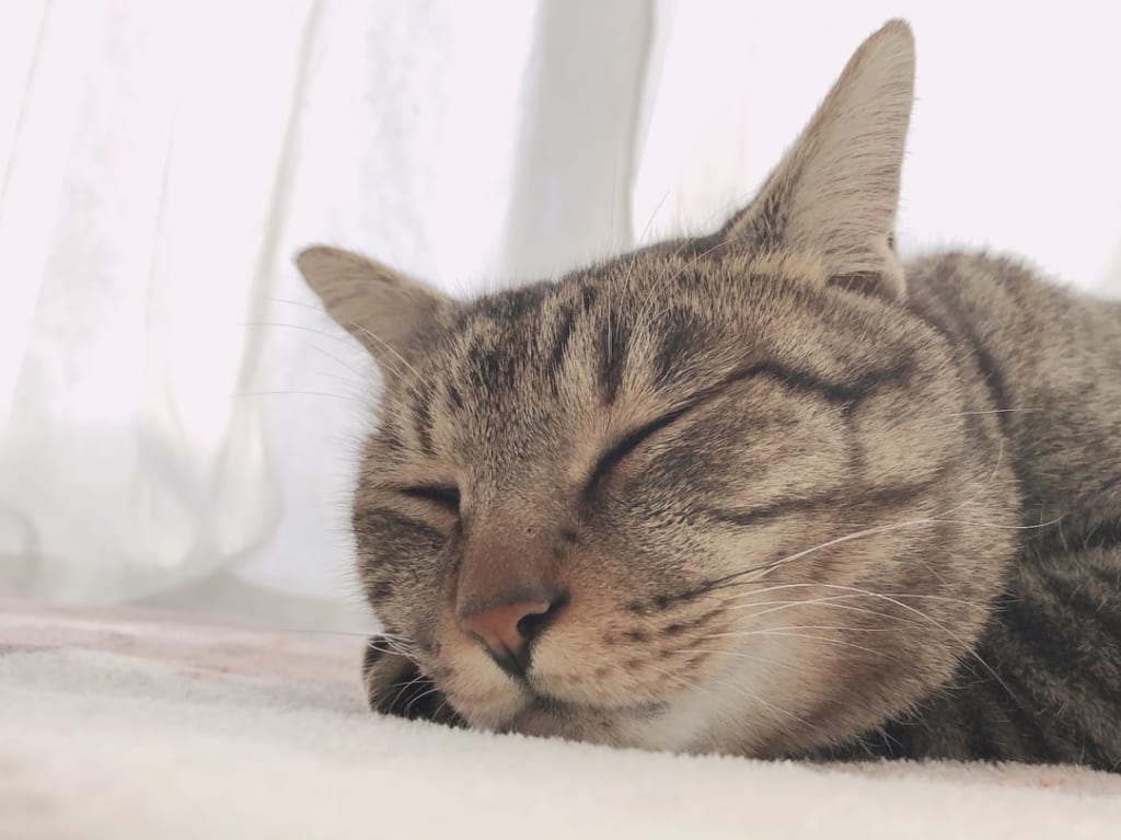 眠る猫