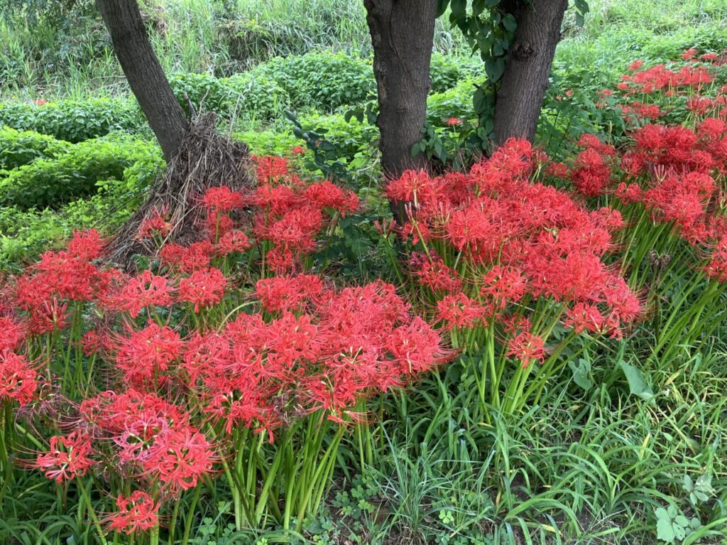 河川敷中央公園の彼岸花