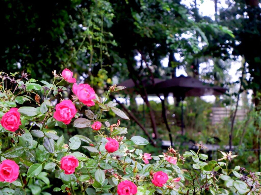 L. Rose Garden