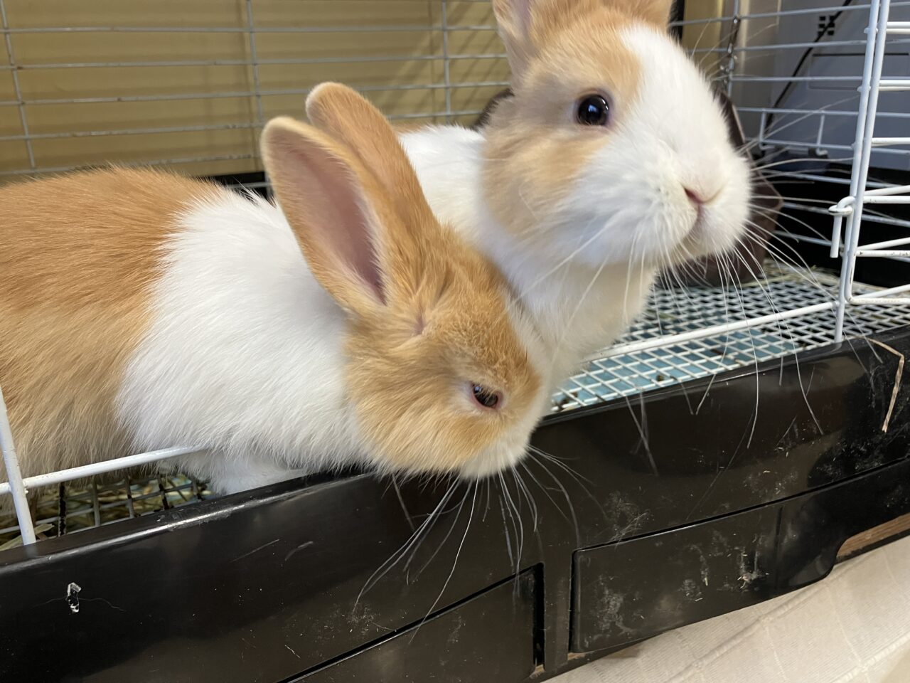 狭山ふれあい動物園