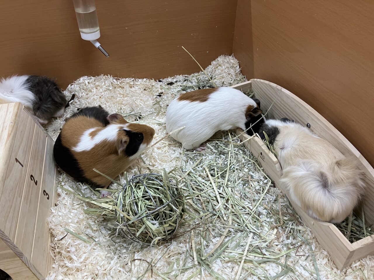 狭山ふれあい動物園