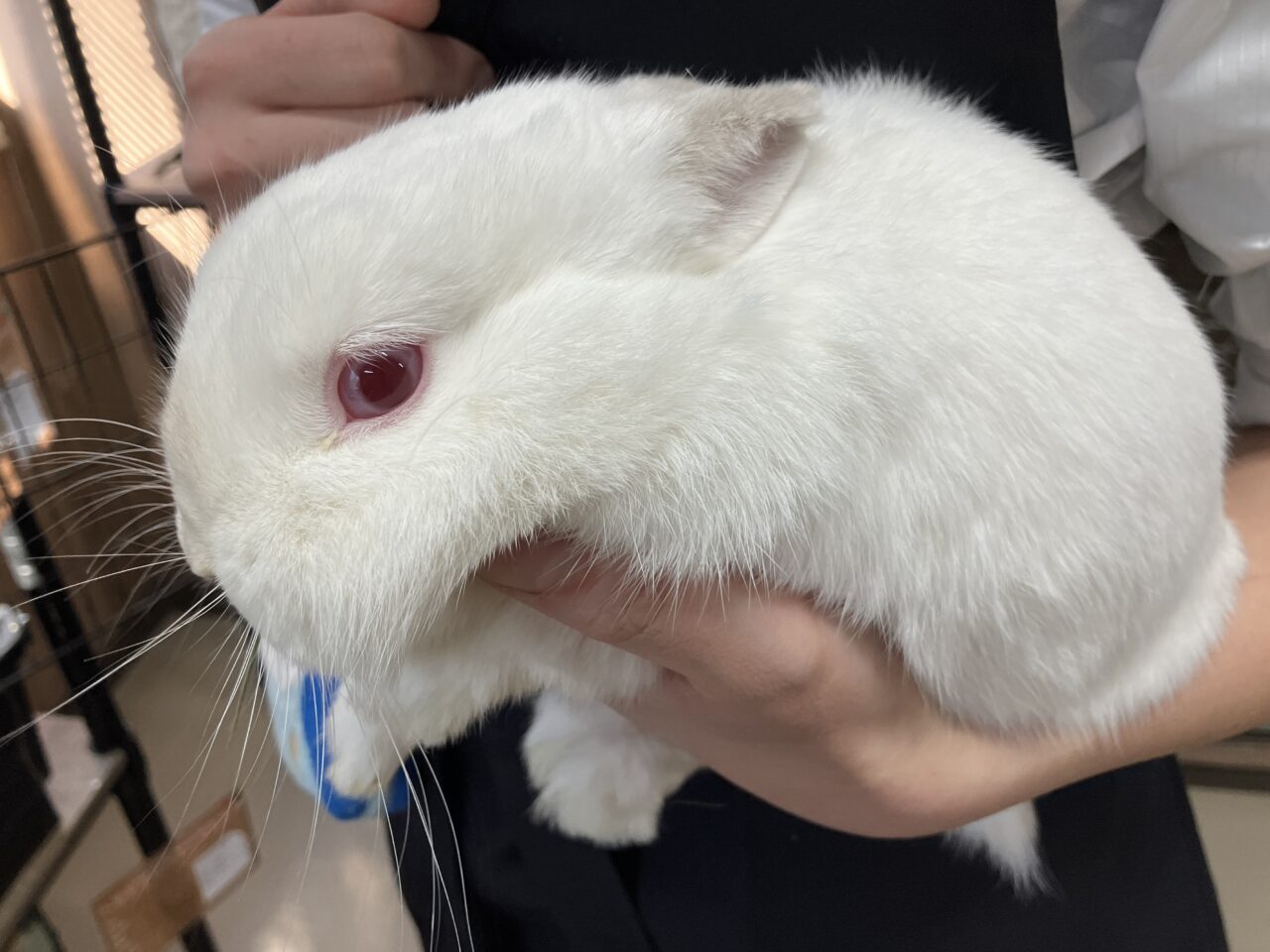 狭山ふれあい動物園