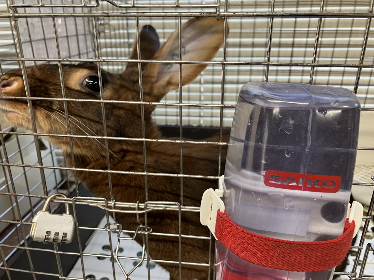 狭山ふれあい動物園