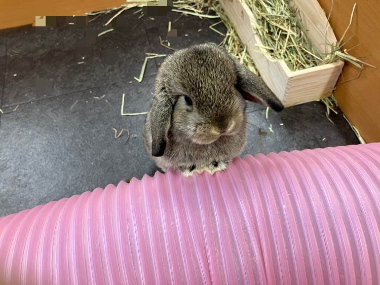 狭山ふれあい動物園