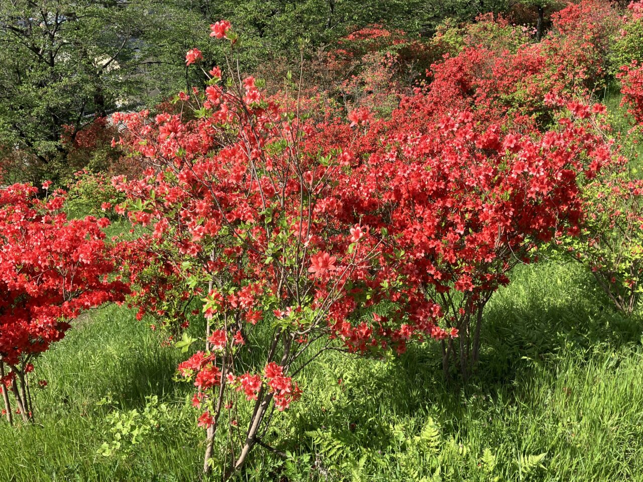 稲荷山公園見晴台のツツジ