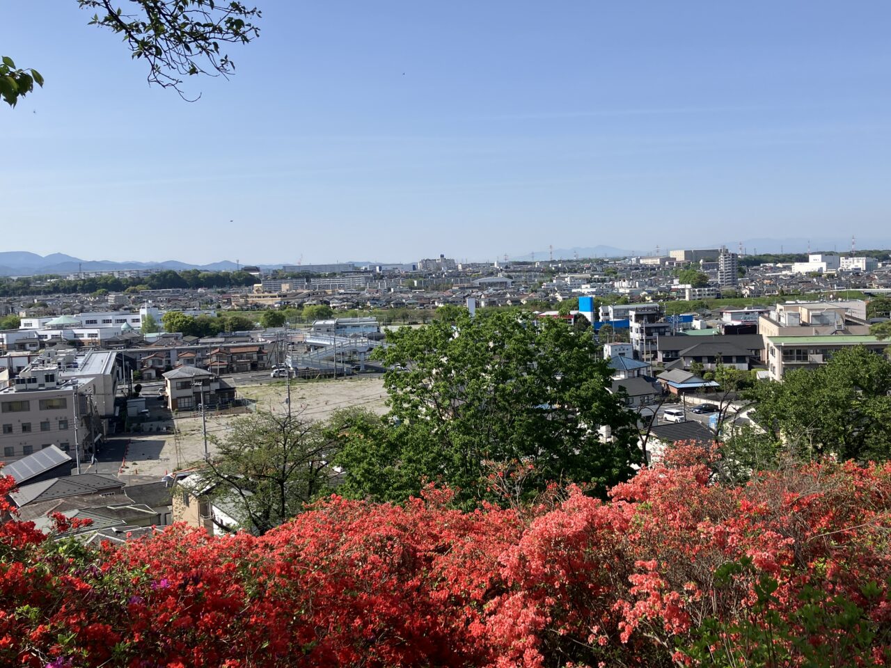 稲荷山公園見晴台のツツジ