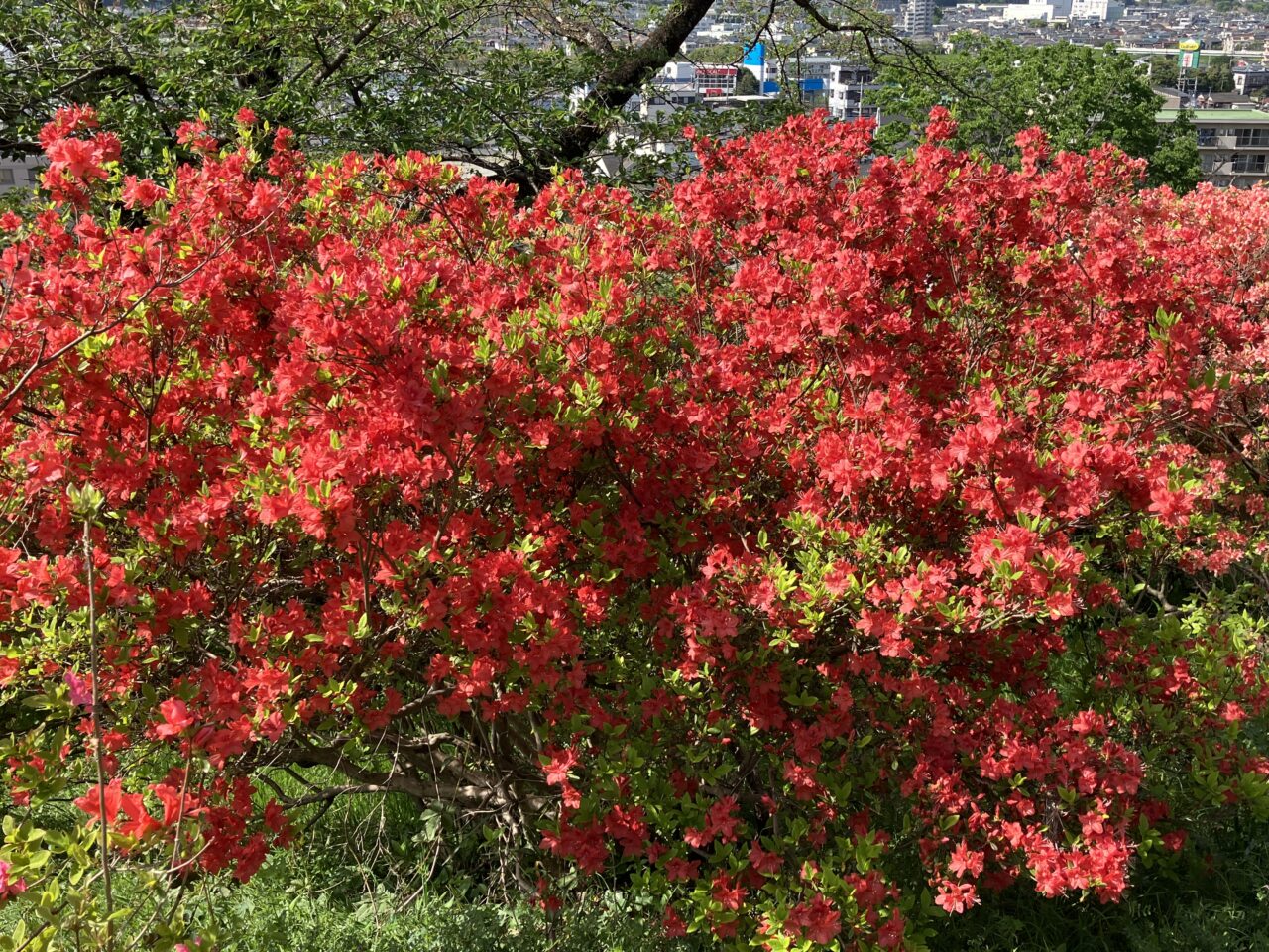 稲荷山公園見晴台のツツジ