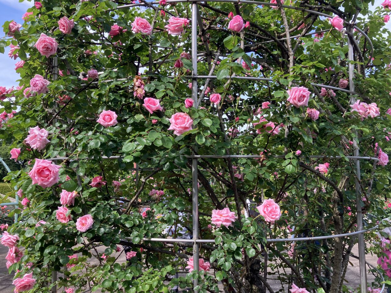 智光山公園のバラ