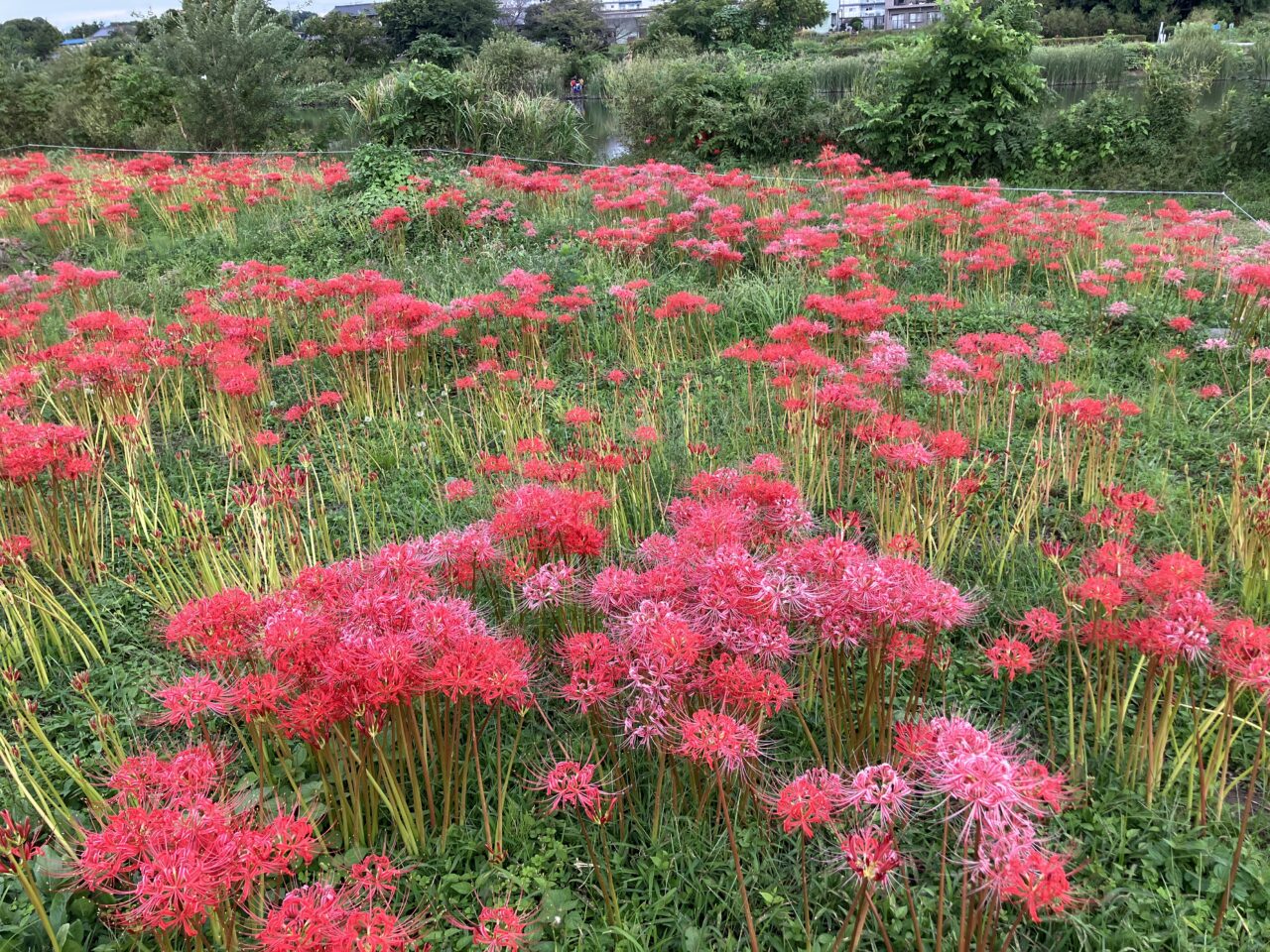 彼岸花