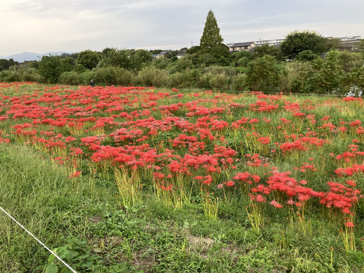 彼岸花