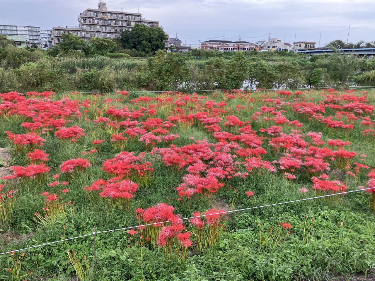 彼岸花