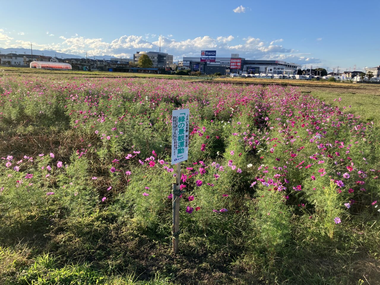 狭山市のコスモス