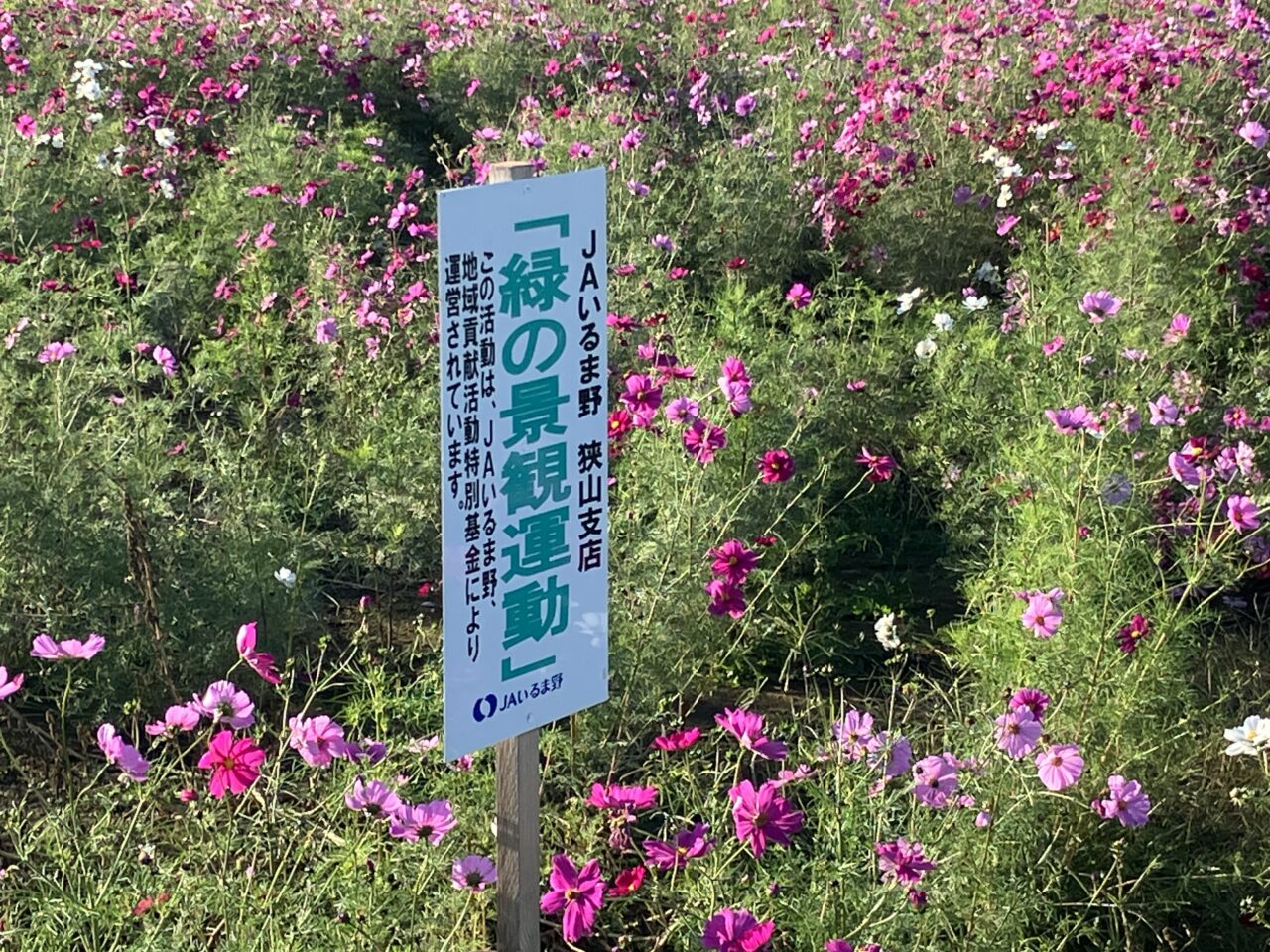 狭山市のコスモス