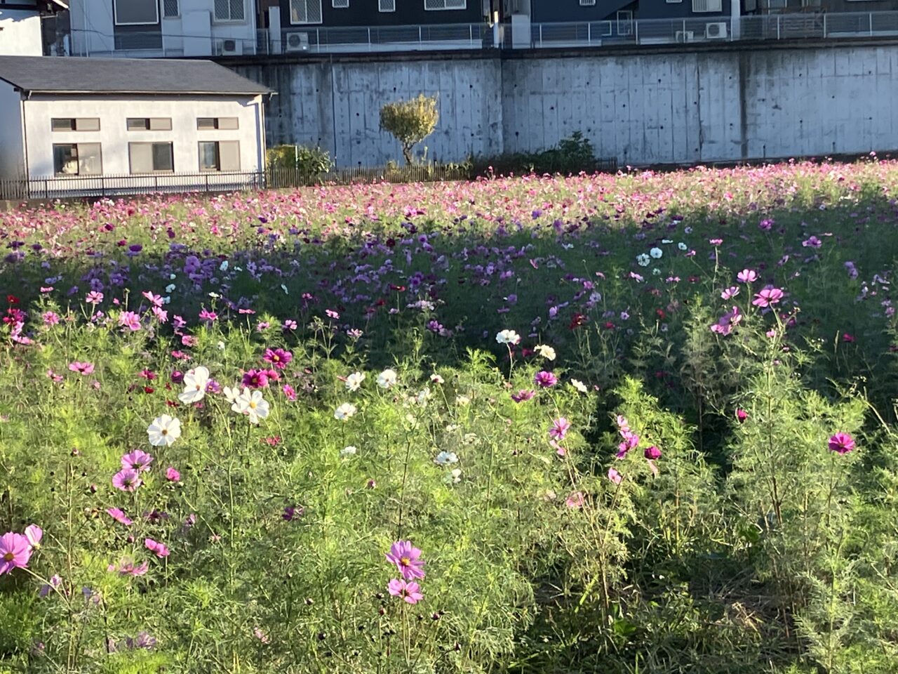 狭山市のコスモス