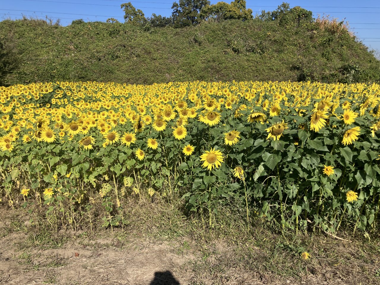 上奥富ひまわり園