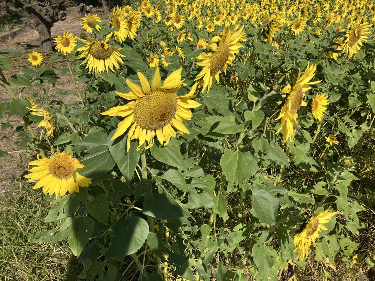 上奥富ひまわり園