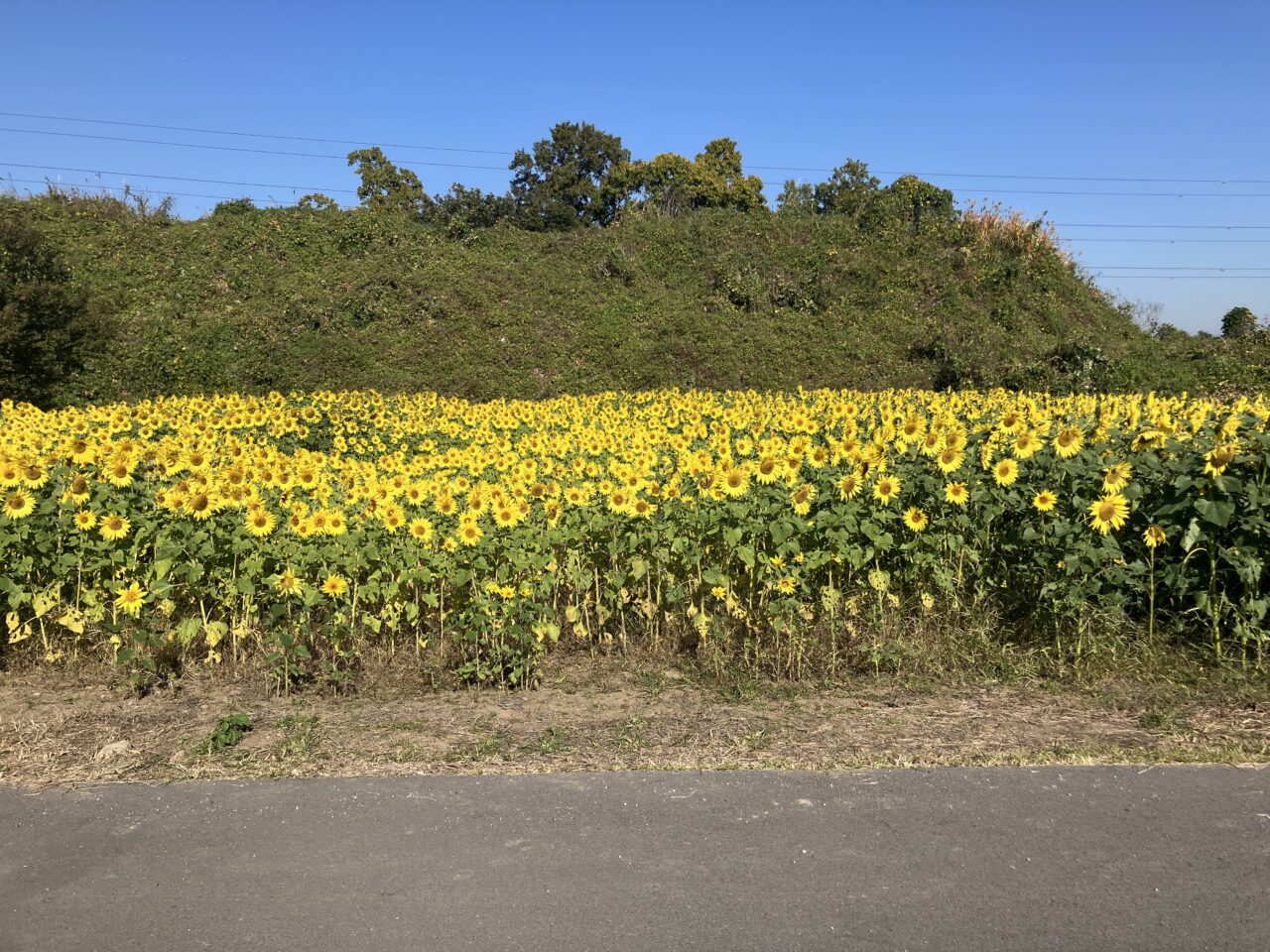 上奥富ひまわり園