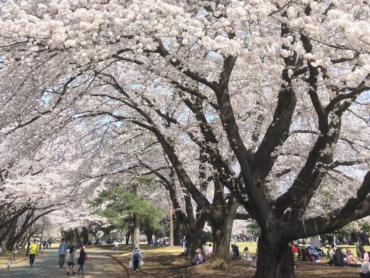 埼玉県営狭山稲荷山公園