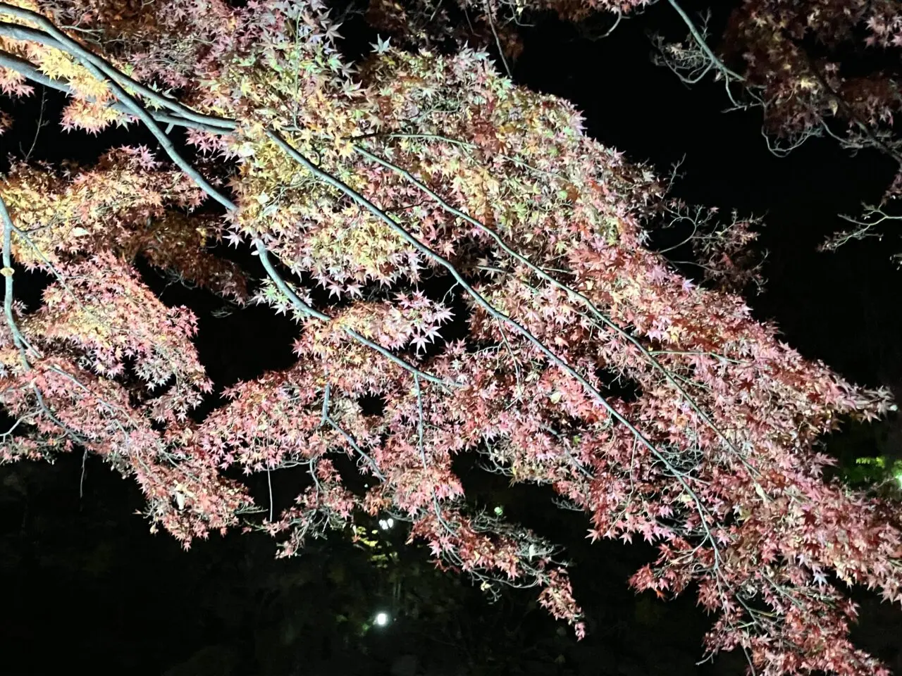 愛宕公園の紅葉